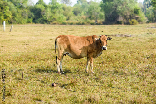 Cow on a field in Cambodia, summer time, sunny day.