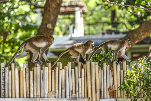 Monkey family walking on a fence in Krabi, Thailand. photo