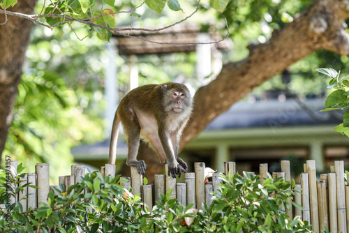 Monkey walking on a fence in Krabi, Thailand. photo
