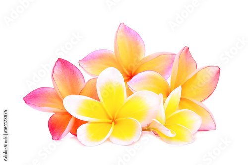 pink frangipani or plumeria (tropical flowers) isolated on white background