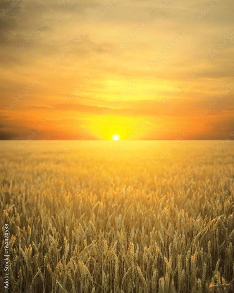 Wheat field with ripening ears on the background of a sunset orange cloudy sky, idea of a rich harvest