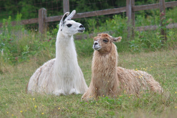Sierkussen Lama Liggende alpaca in groene weide  © Jacques Durocher