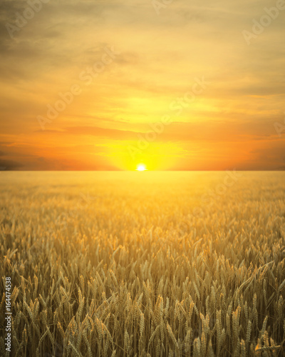 Wheat field with ripening ears on the background of a sunset orange cloudy sky  idea of a rich harvest