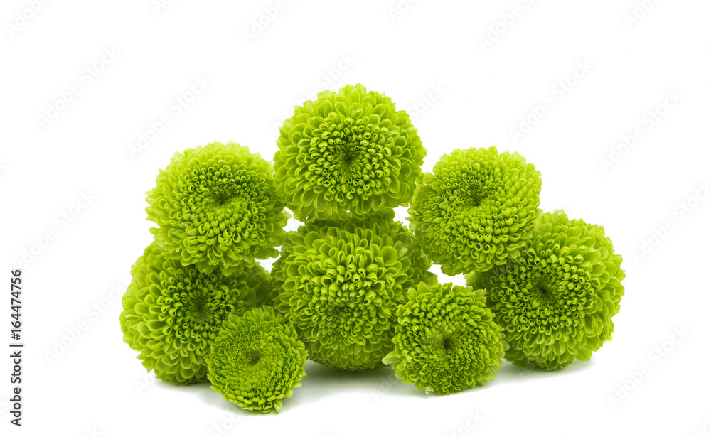 Green chrysanthemum isolated Green chrysanthemum isolated