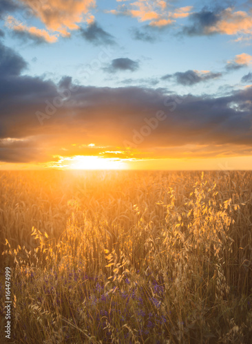Backdrop of ripening ears of yellow wheat field on the sunset cloudy orange sky background. Landscape nature photo