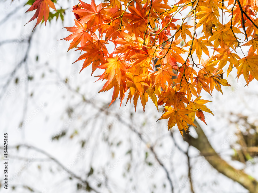Autumn color maple leaves pattern and background.