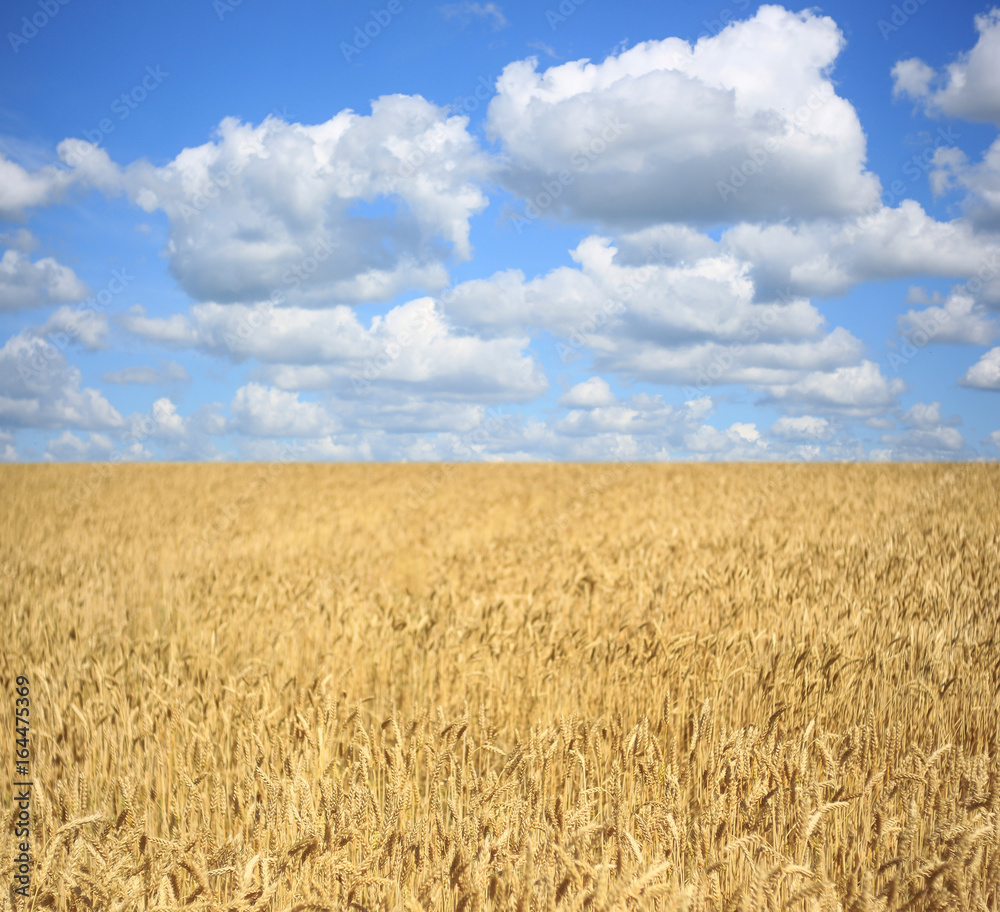 Wheat field with ripening ears on the background of a blue cloudy sky, idea of a rich harvest