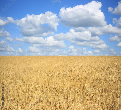 Wheat field with ripening ears on the background of a blue cloudy sky  idea of a rich harvest