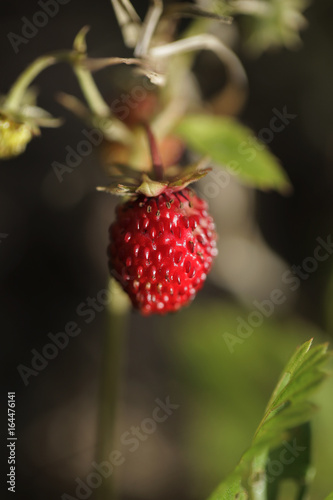 ogród latem - poziomki makro