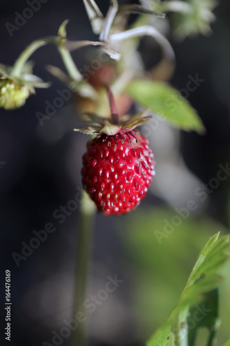 ogród latem - poziomki makro