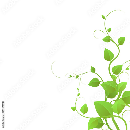  foliage on a white background, climbing plants, vector illustration