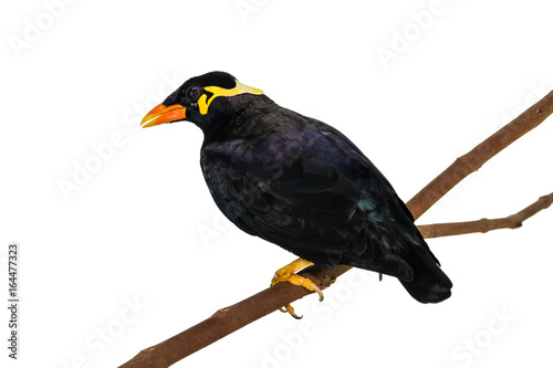 Common Hill Myna (Gracula religiosa intermedia) photo