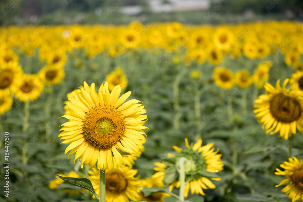 Beautiful yellow sunflower in the farm background Beautiful yellow sunflower in the farm background