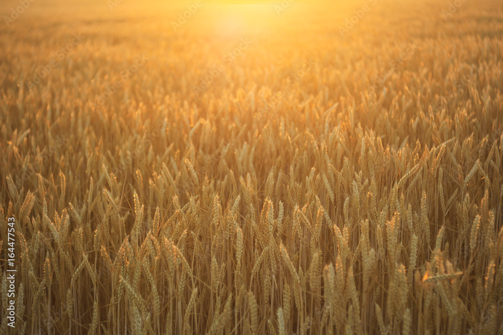 Close-up wheat field with ripening ears on the sunset, idea of a rich harvest