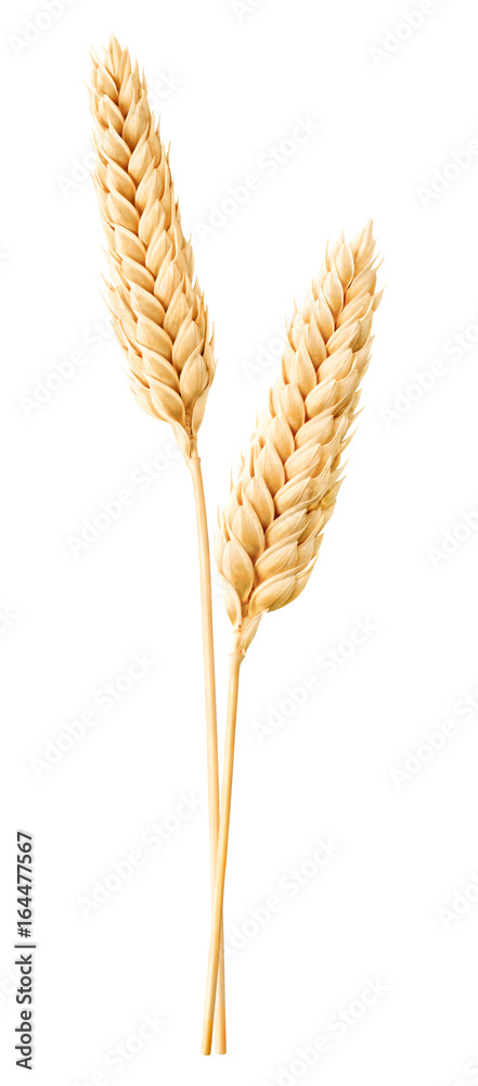 Isolated wheat. Two wheat ears isolated on white with clipping path - obrazy, fototapety, plakaty 