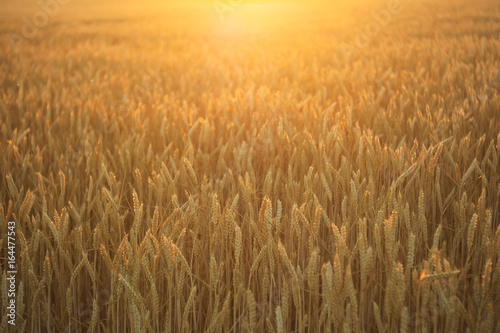 Close-up wheat field with ripening ears on the sunset, idea of a rich harvest