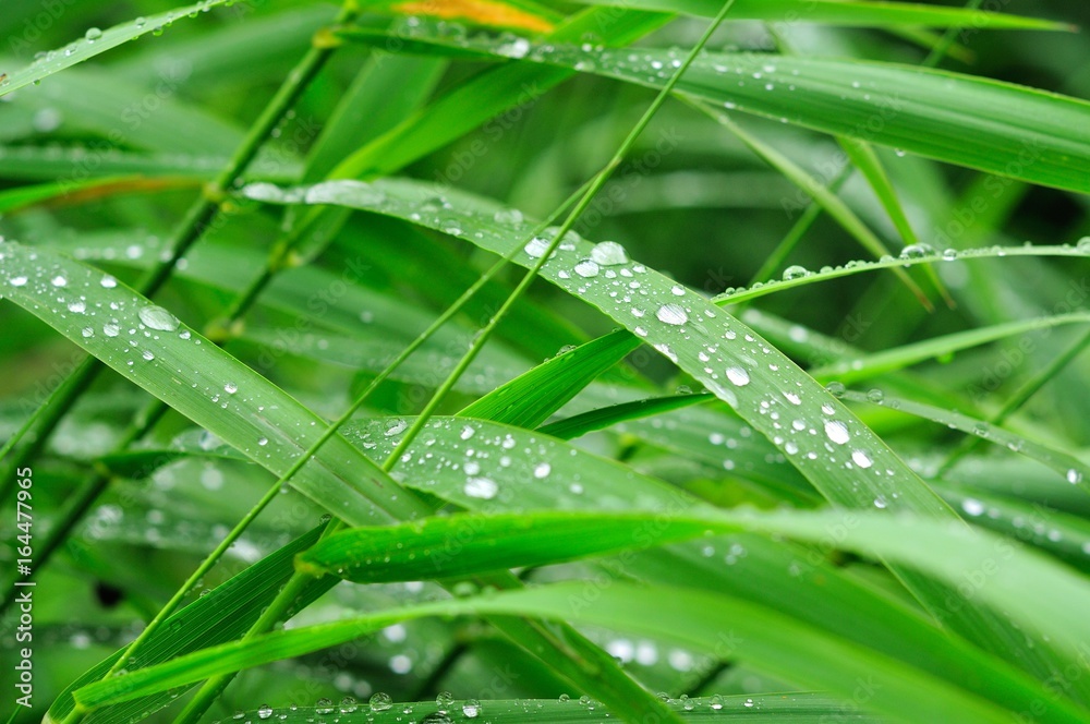 Green grass with water drops Green grass with water drops