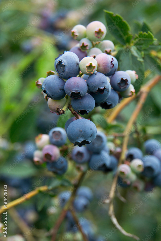 Blaubeeren