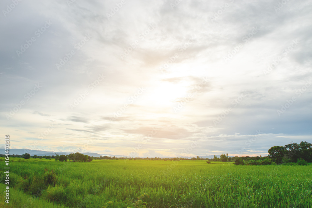 Green field and sunset in the summer