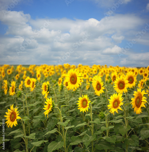 Field of blooming sunflowers under a blue cloudy sky