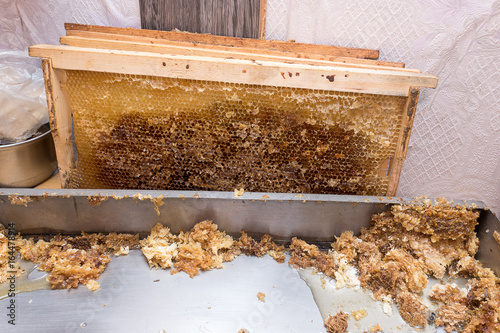Yellow beautiful honeycomb frame with honey