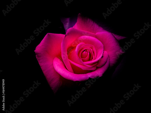 pink rose flower beauty romantic single
