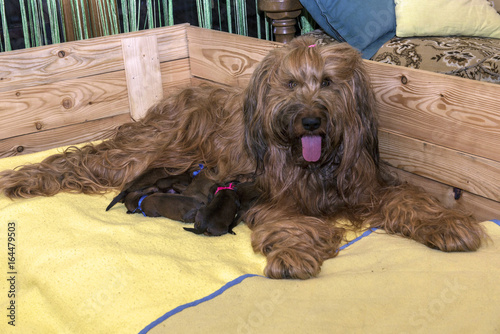 Happy Briard female with her puppies in her bed