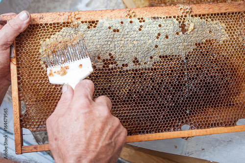 Honeycomb will open unwaxing fork beekeeper uncapped for harvest golden delicious honey. photo