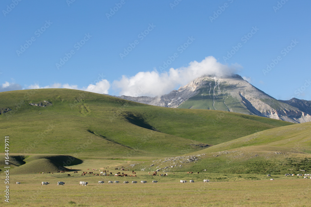 Monte Paradiso, all'orizzonte Cima Delle Veticole, cavalli, mucche, Parco Nazionale Gran Sasso e Monti della Laga, inizio dell'estate  