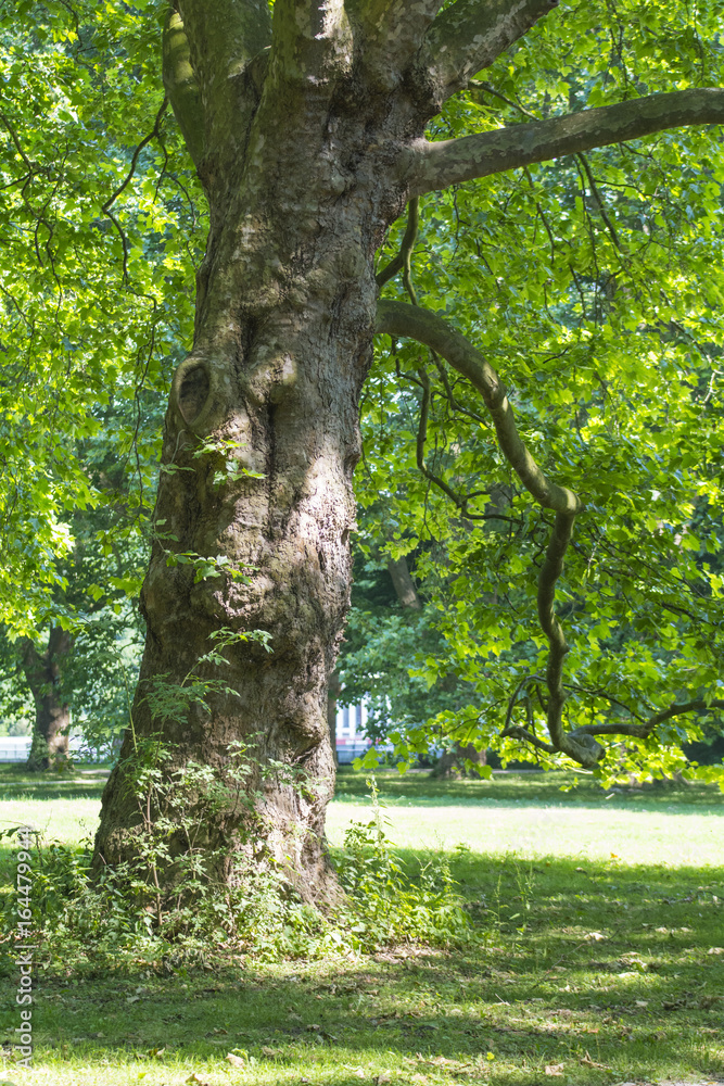 Fototapeta premium Kastanienbaum