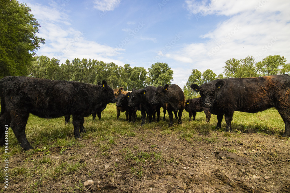 Galloway Rinder Herde Galloway Rinder Herde