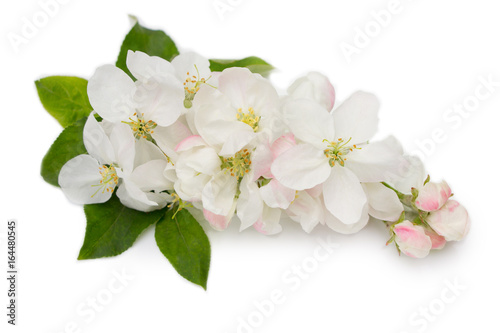 Apple tree flowers isolated.Blossom branch.