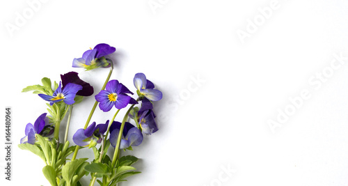 Wild viola flower on white background