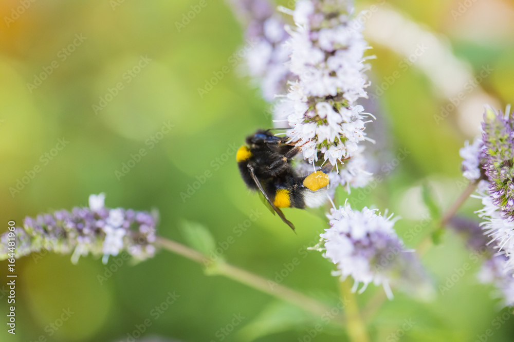 Insekten im Garten