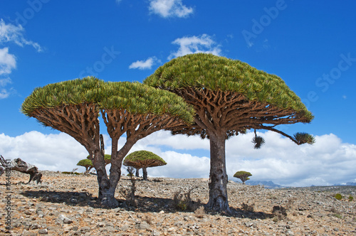 Yemen  07 02 2013  la foresta degli alberi di drago nel canyon di Shibham  area protetta dell altopiano di Dixam nella parte centrale dell isola di Socotra  patrimonio mondiale dell Unesco dal 2008