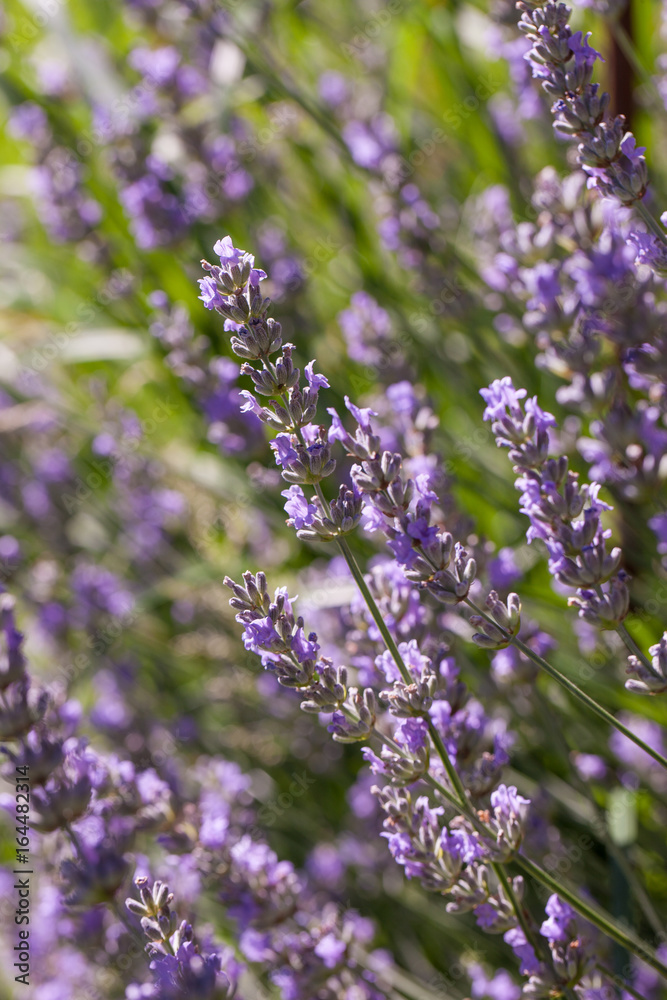 Lavendel Lavendel