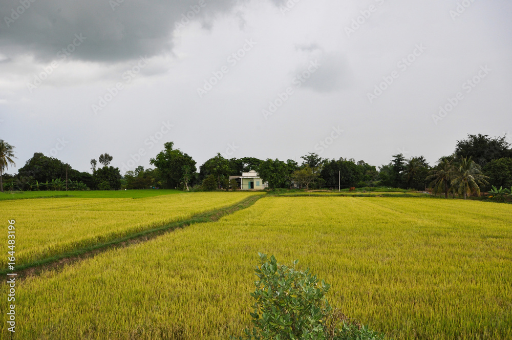 Golden rice field in Vietnam under the sky with copy space for text or advertising Golden rice field in Vietnam under the sky with copy space for text or advertising