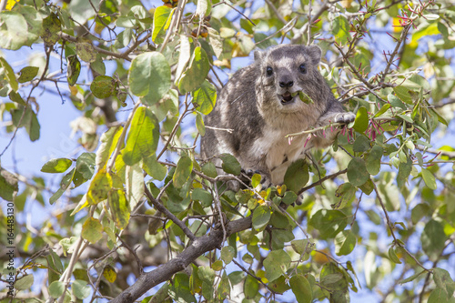 Tree Hyrax