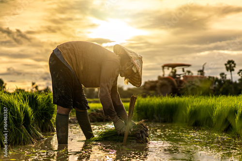 farmer planting on the paddy rice farmland