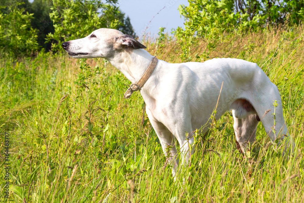 English greyhound standing in the grass on a green meadow English greyhound standing in the grass on a green meadow