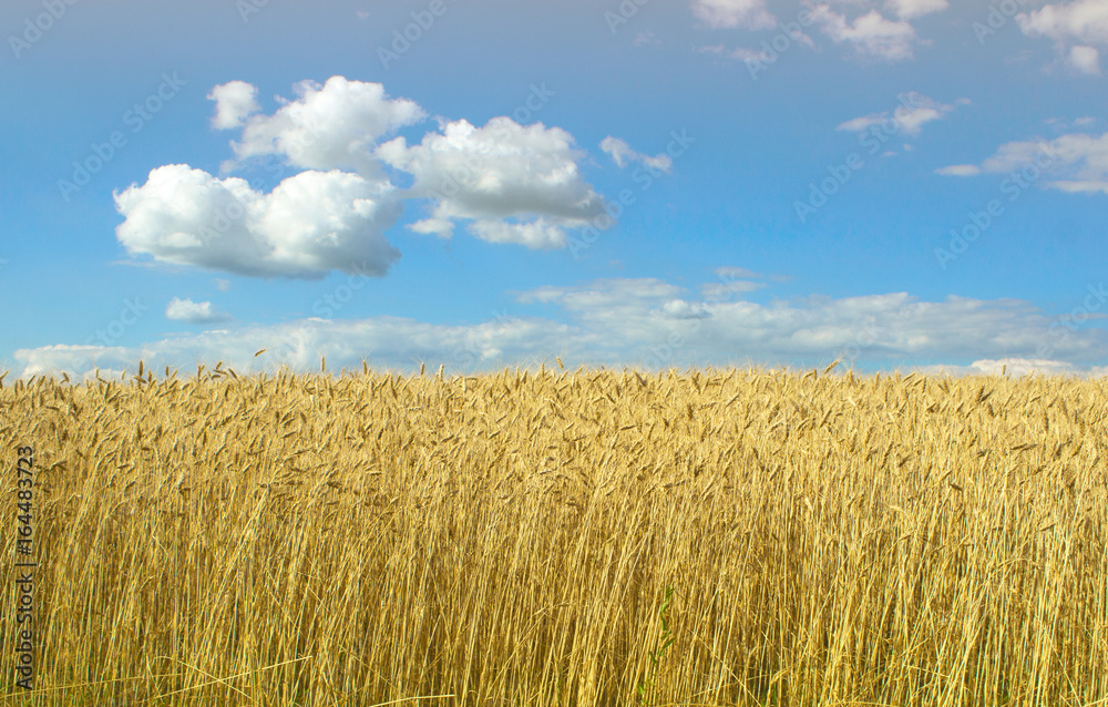 Field of ripe wheat against the blue sky