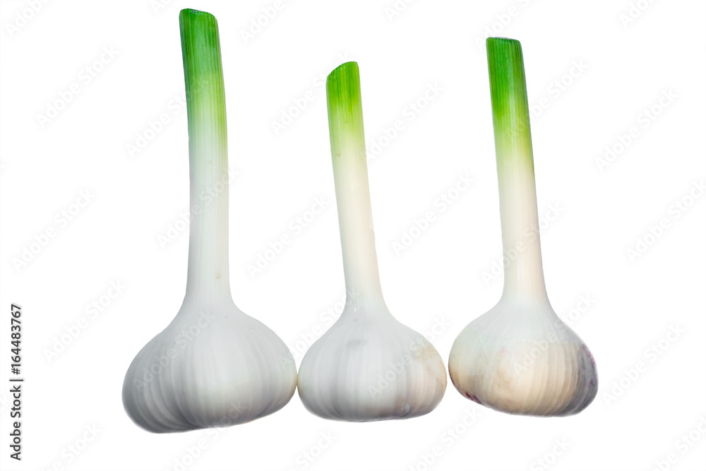 Three bulbs of Fresh Garlic with long stems isolated on white background