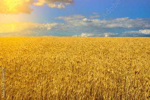 Field of ripe wheat at sunset of a summer day