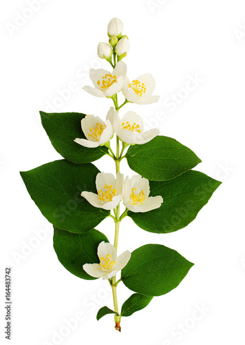 Philadelphus flowers and leaves