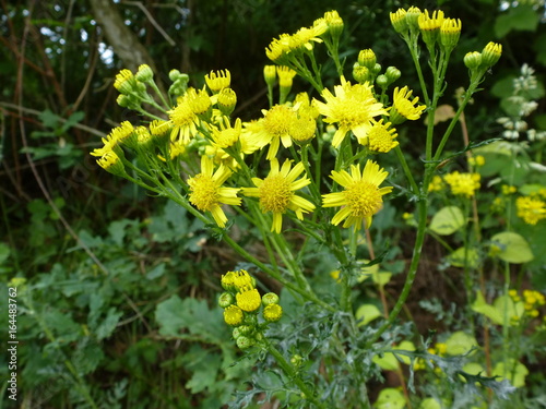 Jakobs-Greiskraut photo