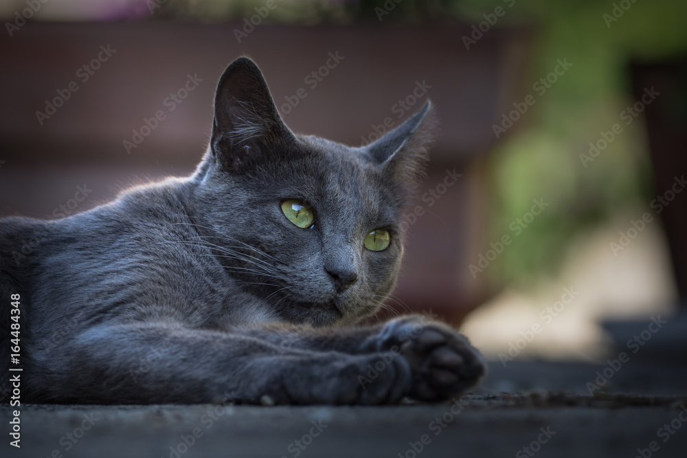 Chat gris aux yeux vert