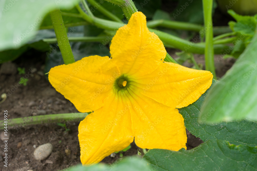 Pumpkin plant with blossom, leaves and cirrus Pumpkin plant with blossom, leaves and cirrus