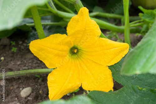 Pumpkin plant with blossom, leaves and cirrus