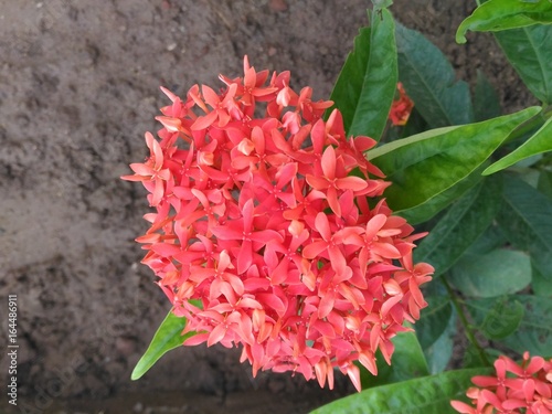 Red Flowers Bunch