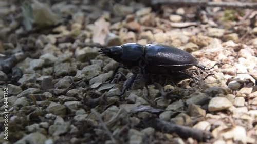 Beetle in forest 
